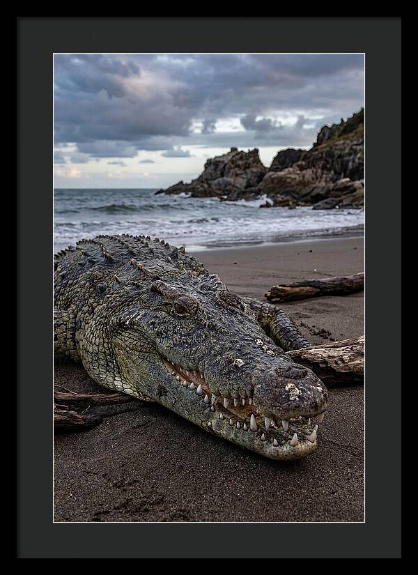 Saltwater Crocodile On The Beach