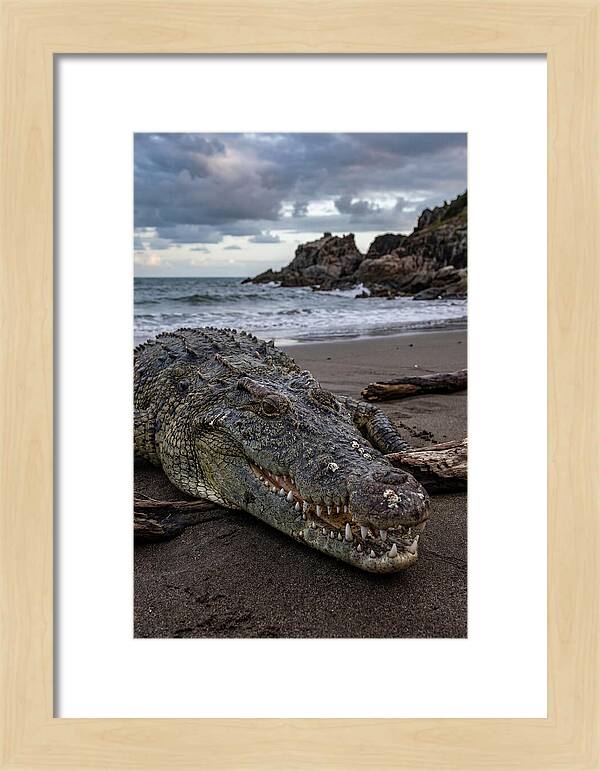 Saltwater Crocodile On The Beach