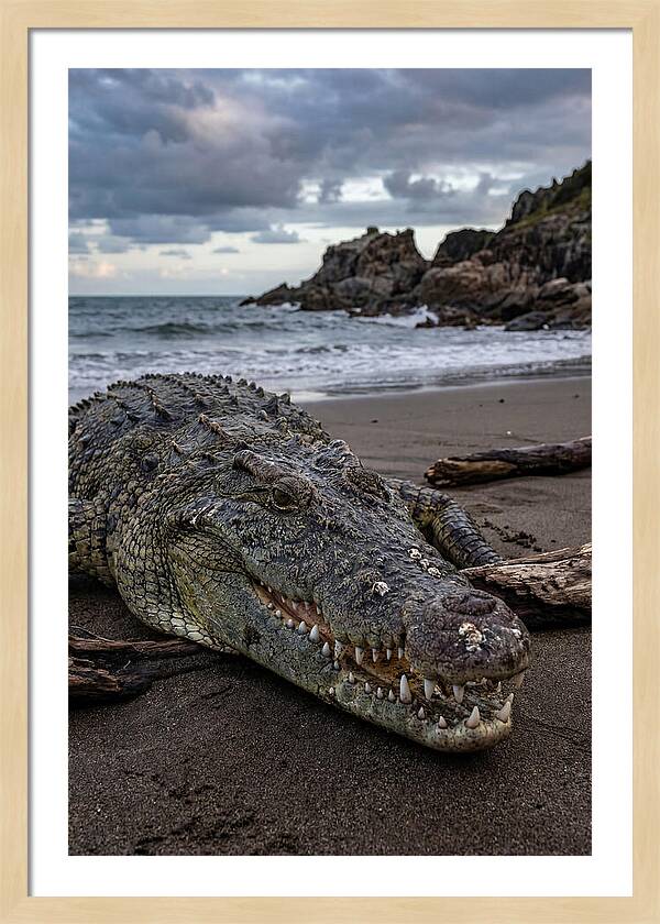 Saltwater Crocodile On The Beach