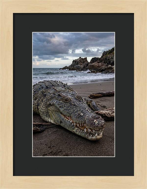 Saltwater Crocodile On The Beach