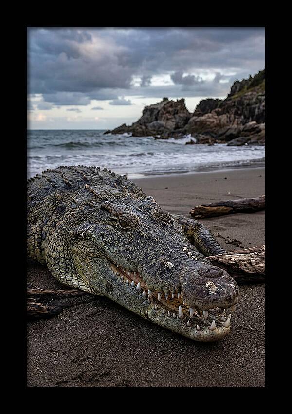 Saltwater Crocodile On The Beach