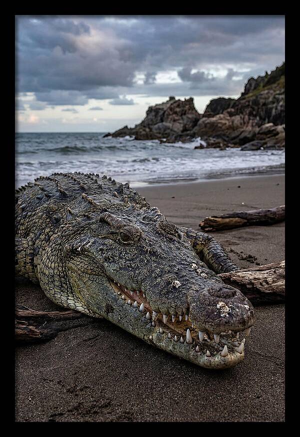 Saltwater Crocodile On The Beach