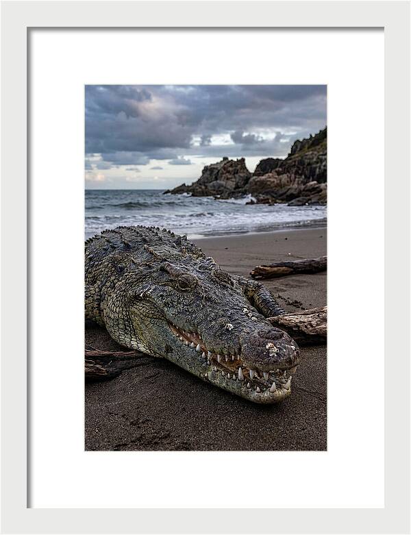 Saltwater Crocodile On The Beach