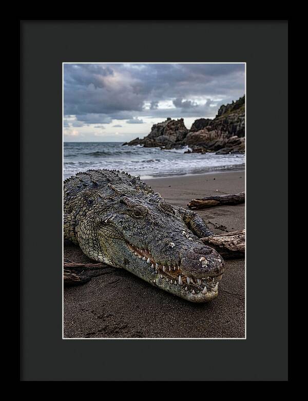 Saltwater Crocodile On The Beach