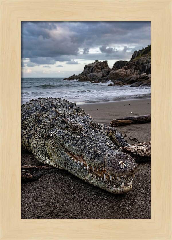 Saltwater Crocodile On The Beach