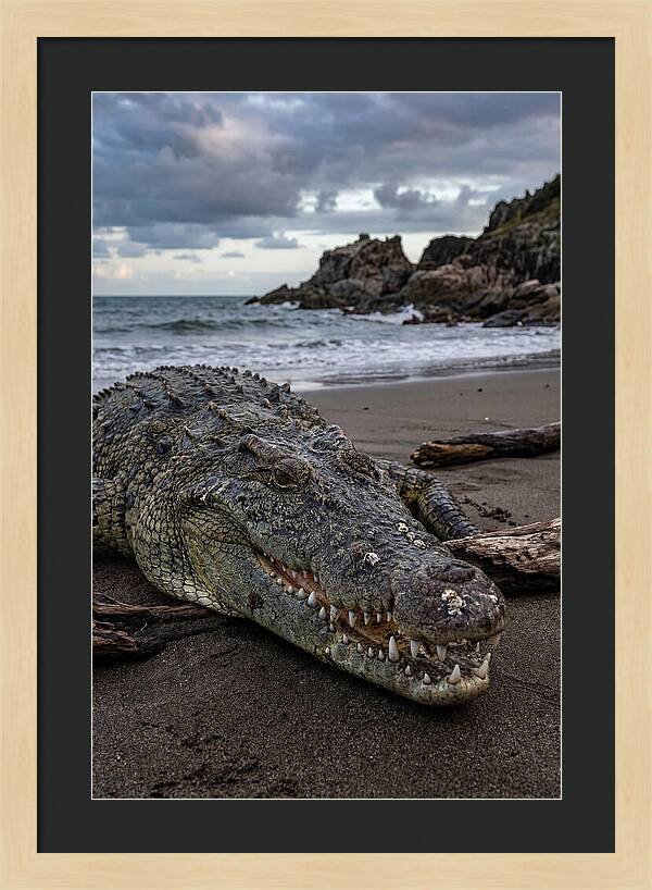 Saltwater Crocodile On The Beach