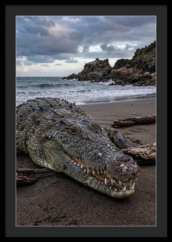 Saltwater Crocodile On The Beach