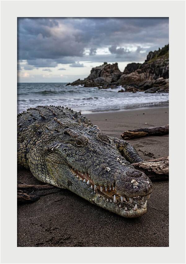 Saltwater Crocodile On The Beach