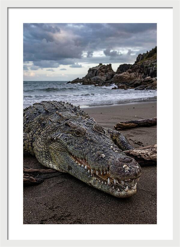 Saltwater Crocodile On The Beach