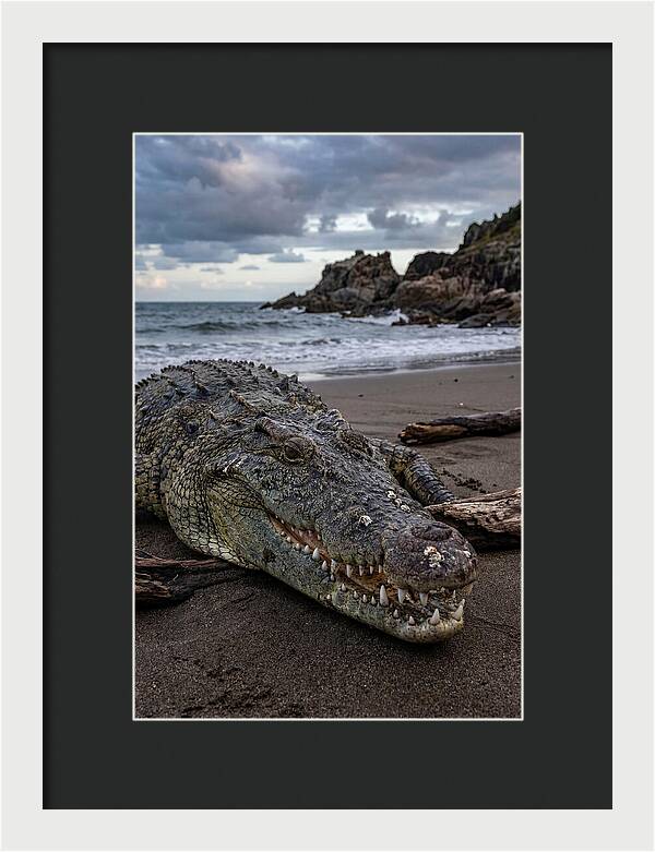 Saltwater Crocodile On The Beach