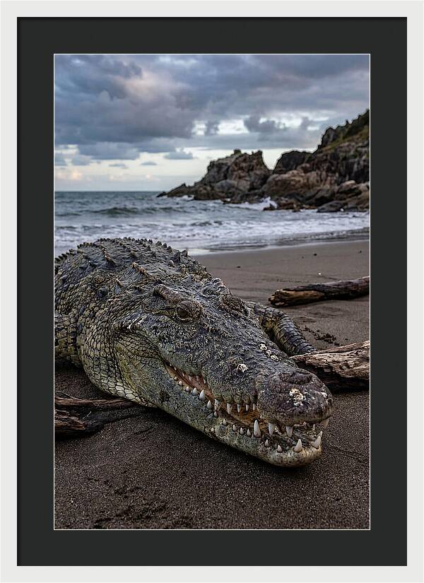 Saltwater Crocodile On The Beach