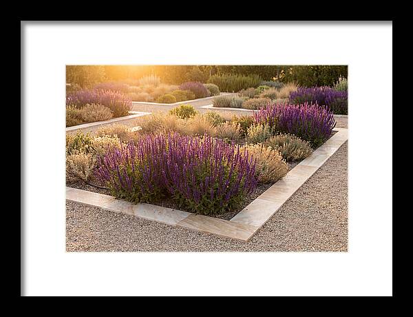 Salvia Spikes In Deep Purple