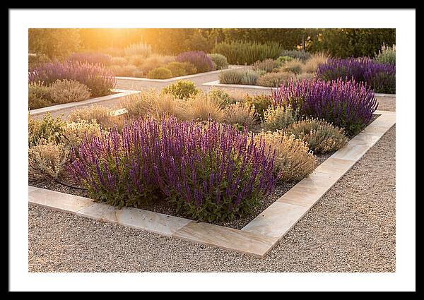 Salvia Spikes In Deep Purple