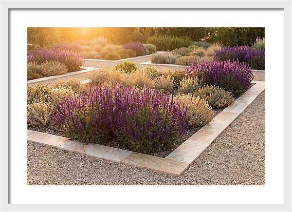 Salvia Spikes In Deep Purple