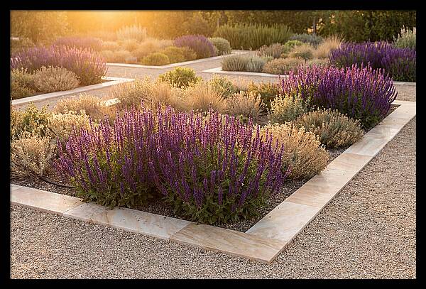 Salvia Spikes In Deep Purple