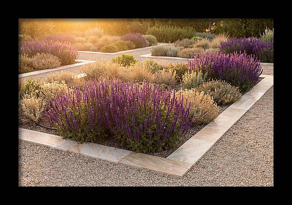 Salvia Spikes In Deep Purple