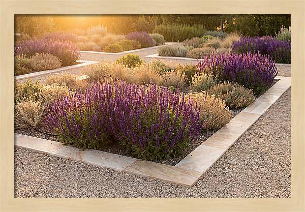 Salvia Spikes In Deep Purple