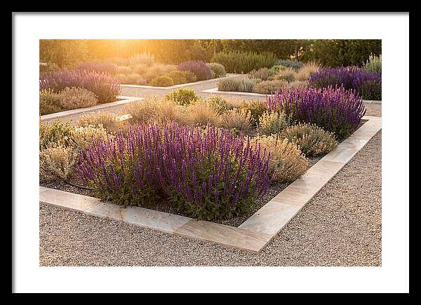 Salvia Spikes In Deep Purple