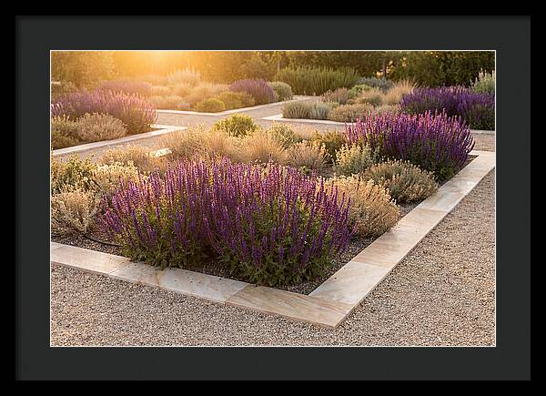 Salvia Spikes In Deep Purple