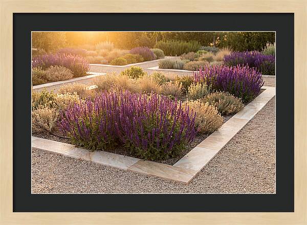 Salvia Spikes In Deep Purple
