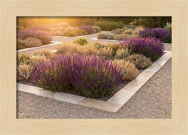 Salvia Spikes In Deep Purple