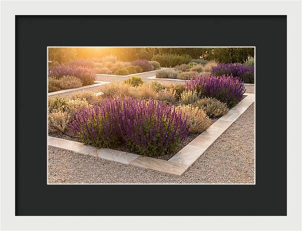 Salvia Spikes In Deep Purple