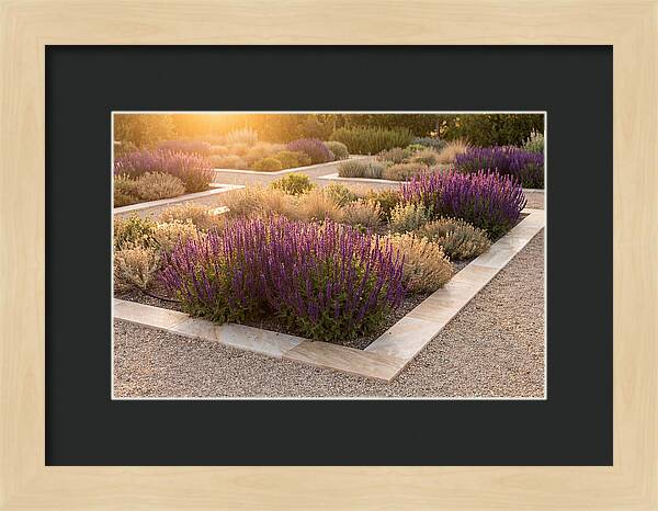 Salvia Spikes In Deep Purple