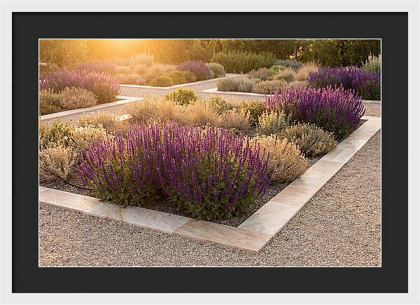 Salvia Spikes In Deep Purple