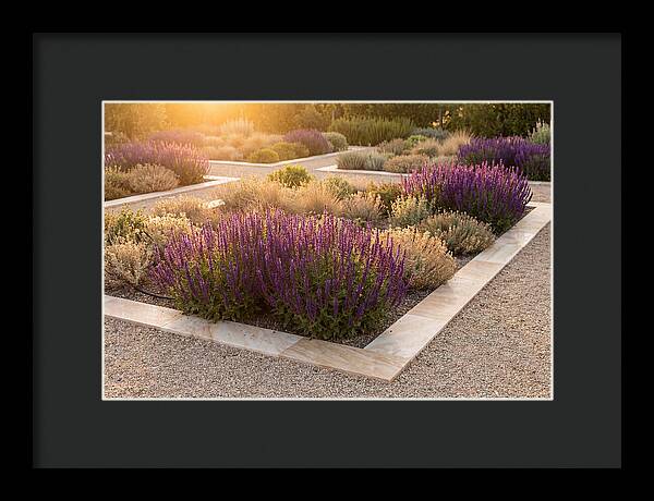 Salvia Spikes In Deep Purple