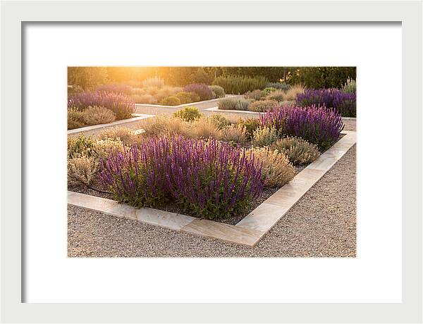 Salvia Spikes In Deep Purple