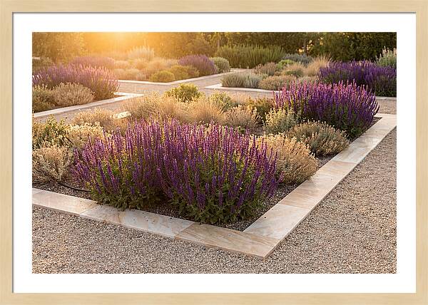 Salvia Spikes In Deep Purple