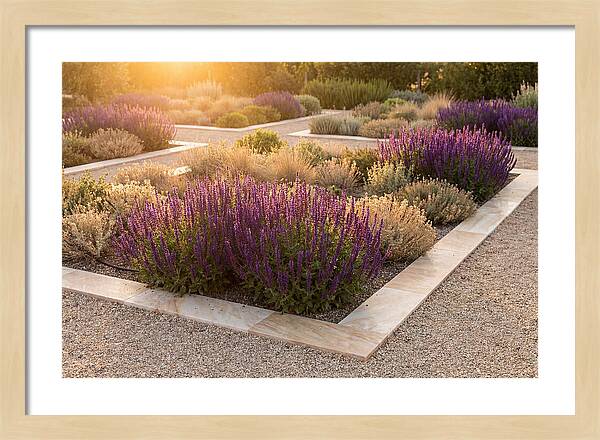 Salvia Spikes In Deep Purple