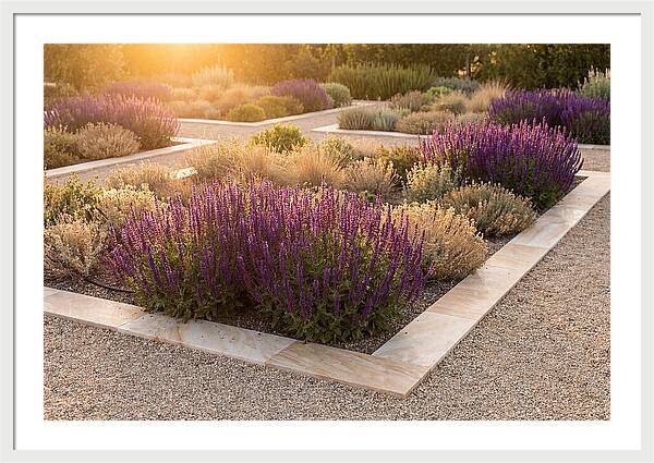 Salvia Spikes In Deep Purple