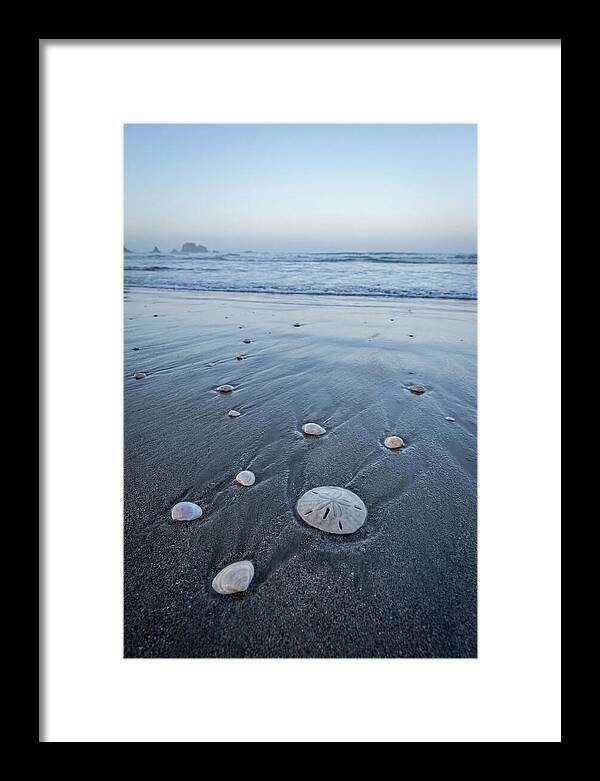 Sand Dollar Among Seashells