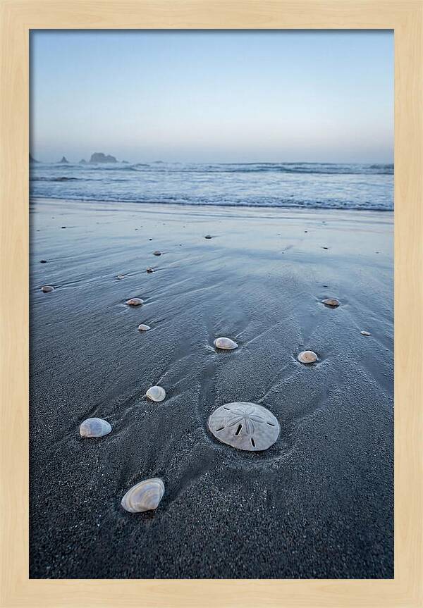 Sand Dollar Among Seashells