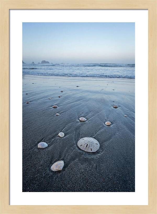 Sand Dollar Among Seashells