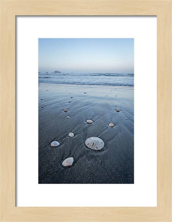 Sand Dollar Among Seashells