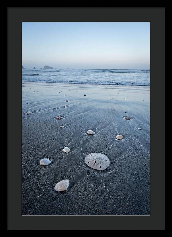 Sand Dollar Among Seashells