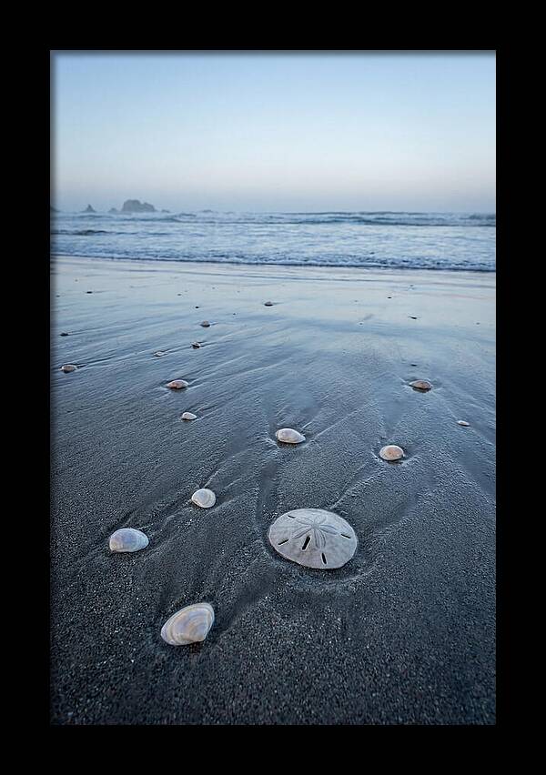 Sand Dollar Among Seashells
