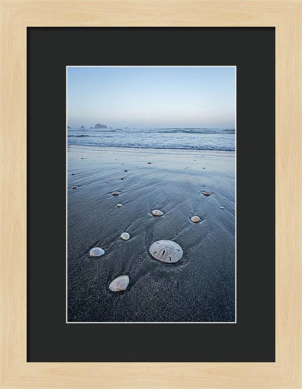 Sand Dollar Among Seashells