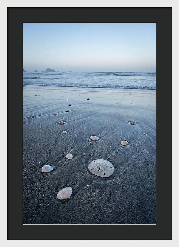 Sand Dollar Among Seashells