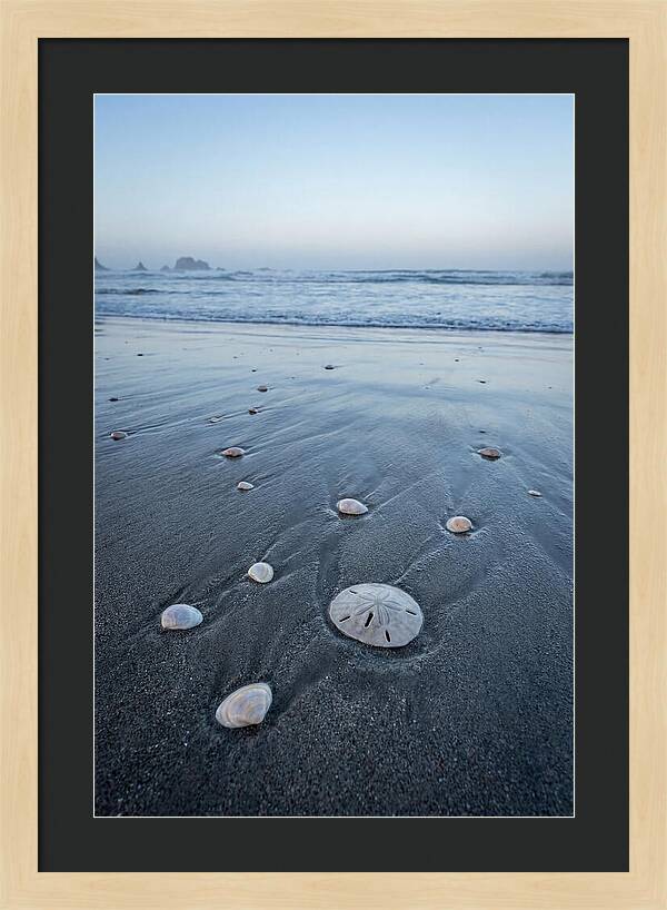 Sand Dollar Among Seashells
