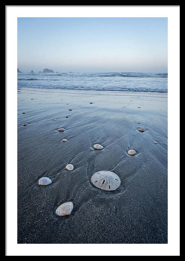 Sand Dollar Among Seashells