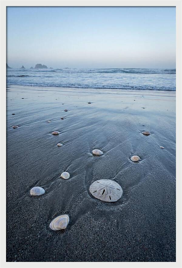 Sand Dollar Among Seashells