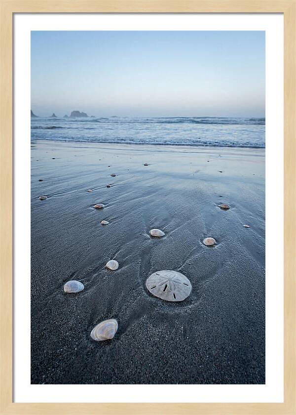 Sand Dollar Among Seashells