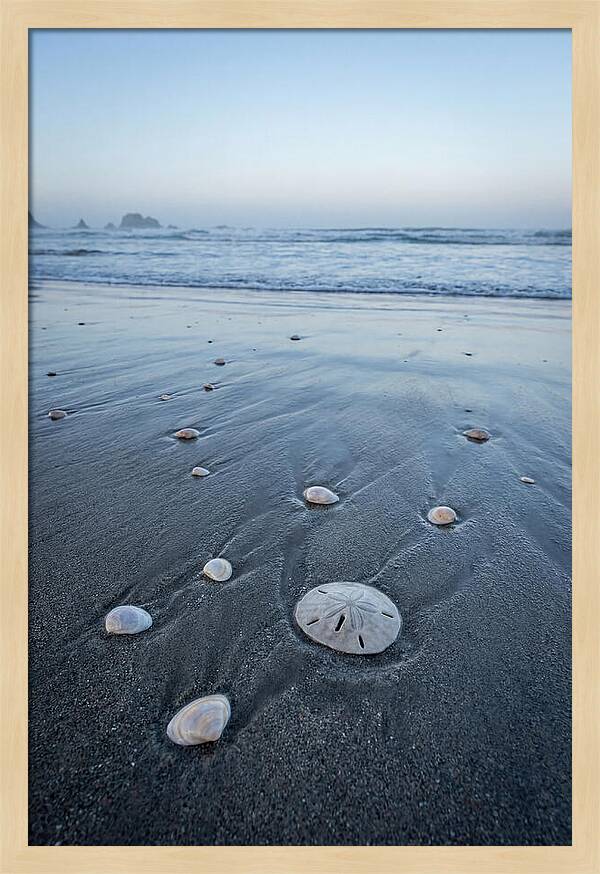 Sand Dollar Among Seashells