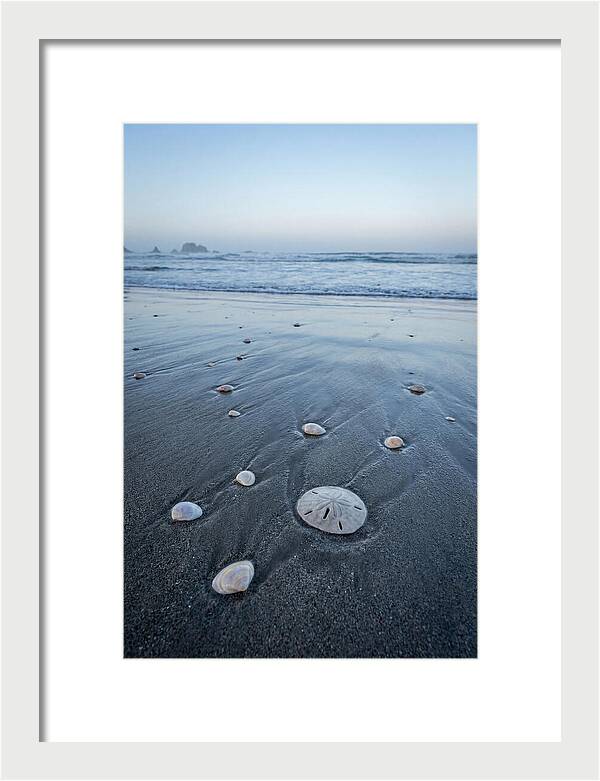 Sand Dollar Among Seashells