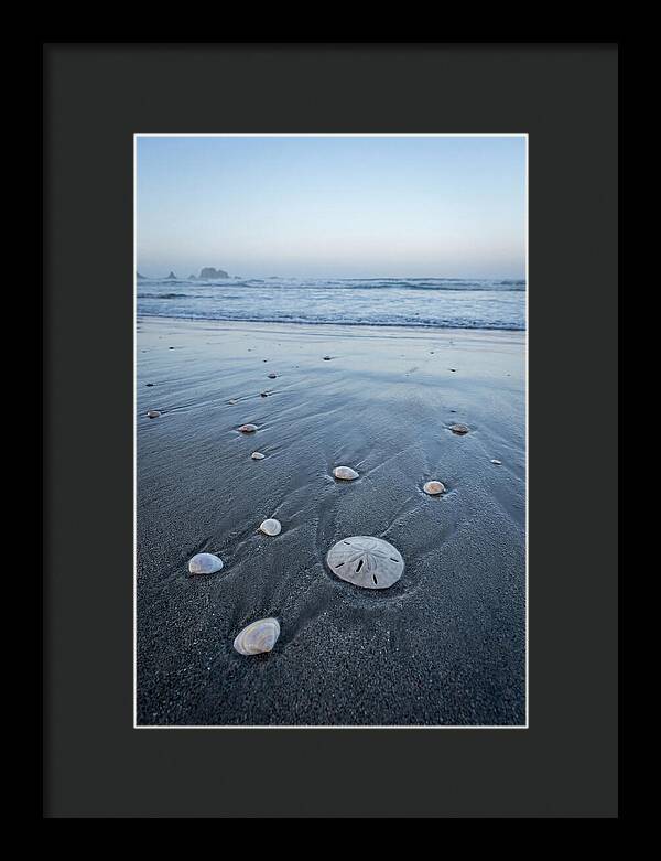Sand Dollar Among Seashells