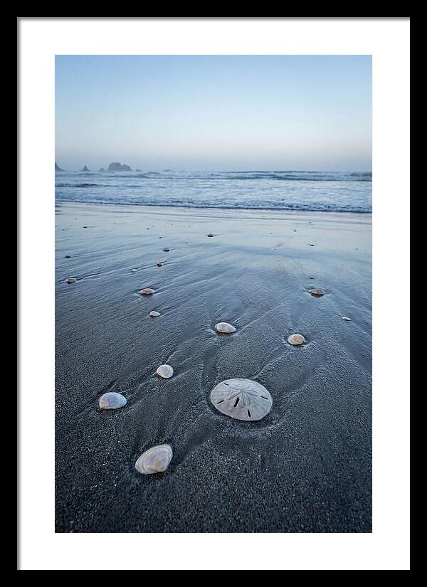 Sand Dollar Among Seashells