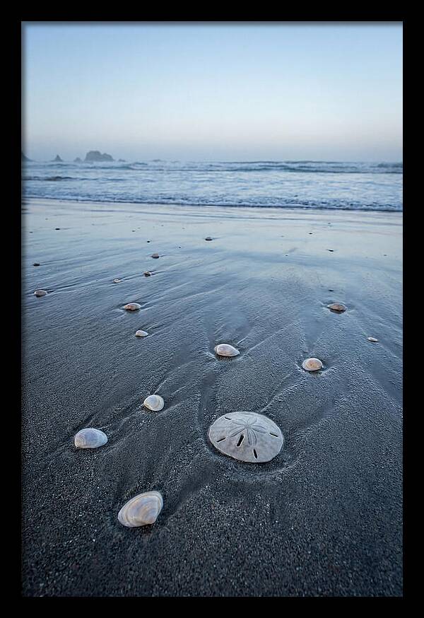 Sand Dollar Among Seashells